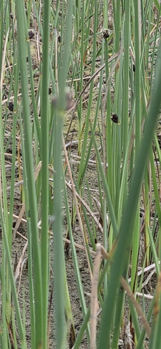 Cyperus observed 2026-10-29