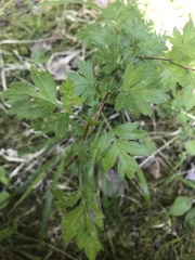 Crataegus pentagyna