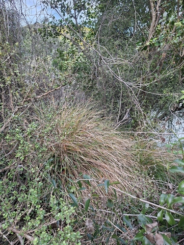 Anemanthele lessoniana, 2026-10-28