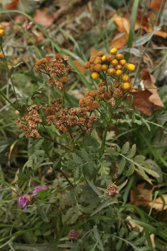 Tanacetum vulgare observed 2026-10-28