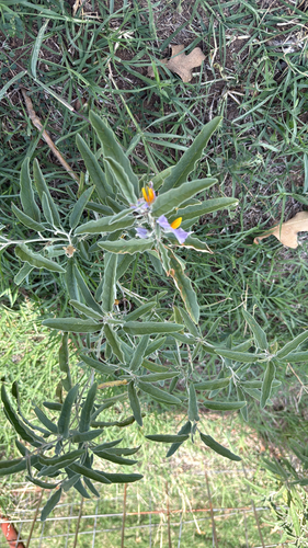 Solanum elaeagnifolium observed 2026-10-28