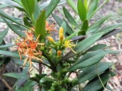 Atkinsonia ligustrina