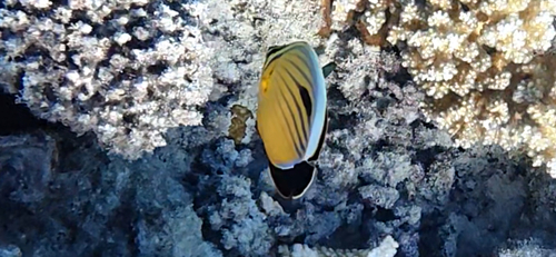 Chaetodon observed 2026-10-28