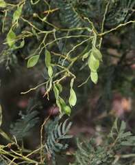 Acacia nanodealbata