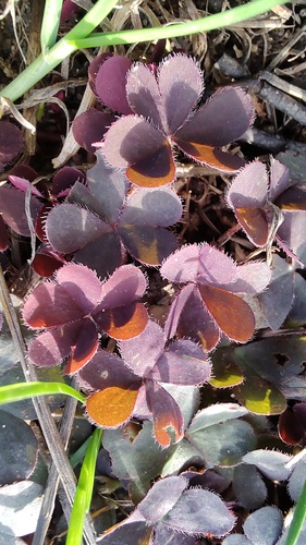 Oxalis corniculata observed 2026-10-28