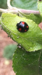 Harmonia axyridis