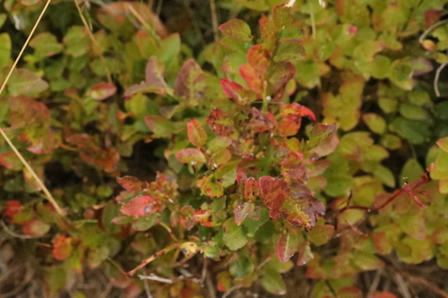 Vaccinium observed 2026-10-28