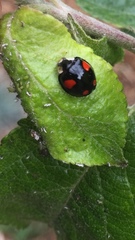 Harmonia axyridis