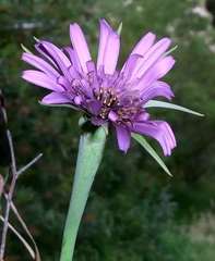 Tragopogon porrifolius porrifolius