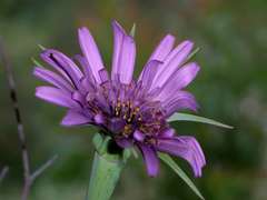 Tragopogon porrifolius porrifolius