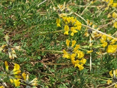 Hippocrepis comosa