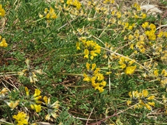Hippocrepis comosa