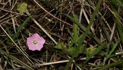 Convolvulus angustissimus