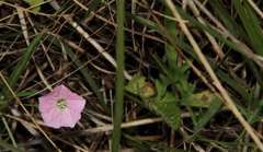 Convolvulus angustissimus