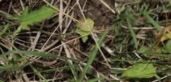 Convolvulus angustissimus