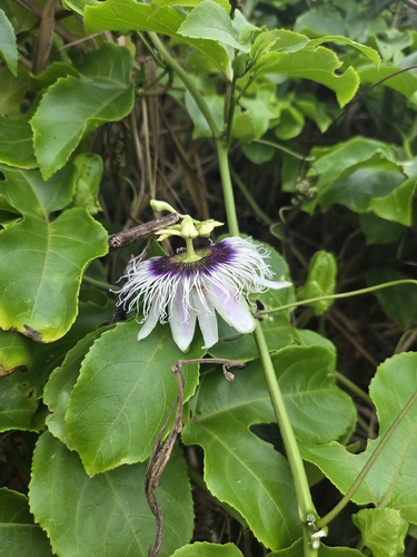 Passiflora edulis observed 2026-10-22