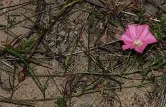 Convolvulus angustissimus