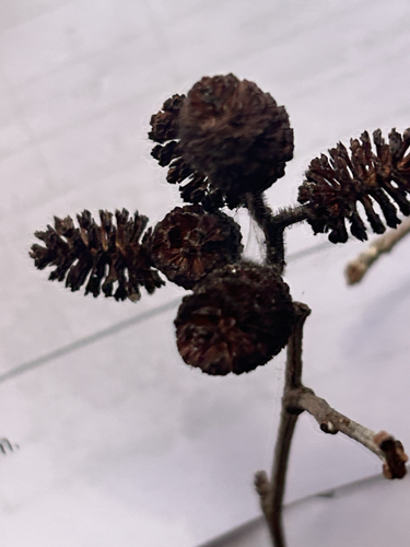 Alnus incana observed 2026-10-28