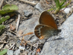 Coenonympha gardetta darwiniana