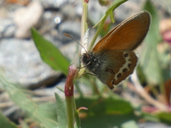 Coenonympha gardetta darwiniana