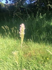 Alopecurus pratensis