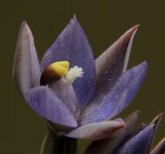 Thelymitra arenaria