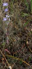 Thelymitra arenaria