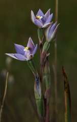 Thelymitra arenaria