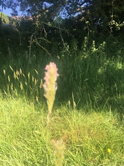 Alopecurus pratensis