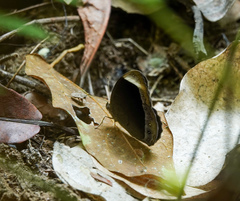 Mycalesis anaxias