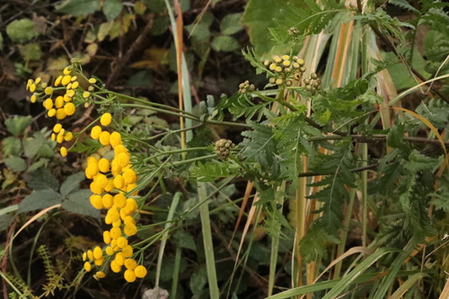 Tanacetum vulgare observed 2026-10-28