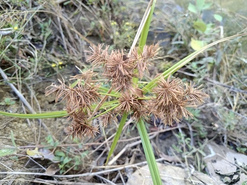 Cyperus odoratus observed 2026-10-28