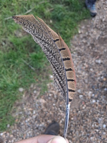 Phasianus colchicus observed 2026-10-28
