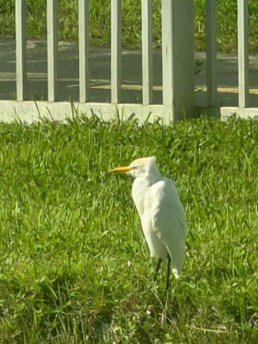 Bubulcus ibis observed 2026-10-28