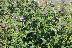 Symphytum × uplandicum