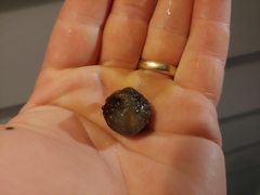 Athoracophorus papillatus