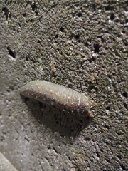 Athoracophorus papillatus