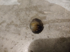 Athoracophorus papillatus