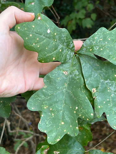 Quercus alba observed 2026-10-28