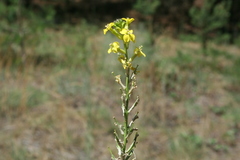 Erysimum canum