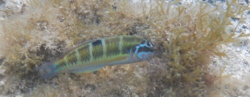 Thalassoma observed 2026-10-28