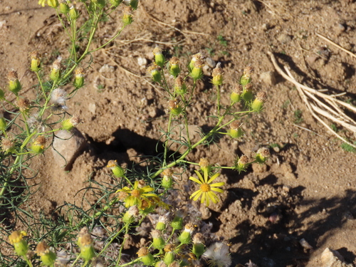 Senecio flaccidus observed 2026-10-27