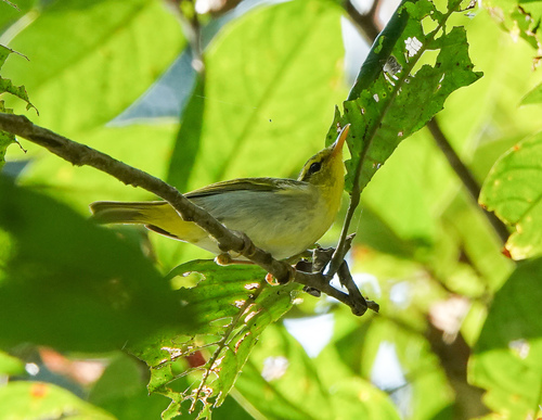Yellow-vented Warbler (Phylloscopus cantator), photo 9