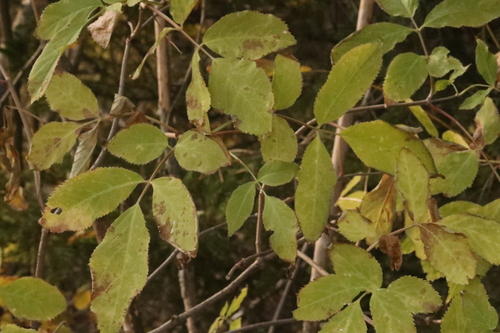Sambucus nigra observed 2026-10-28