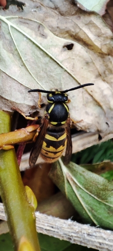 Vespula vulgaris, 2026-10-28