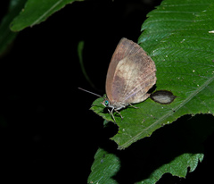 Arhopala perimuta