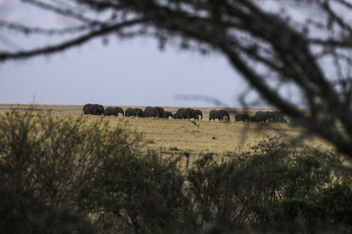Loxodonta africana photograph by the iNaturalist community