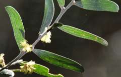 Acacia rostriformis