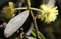 Acacia rostriformis