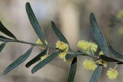 Acacia rostriformis